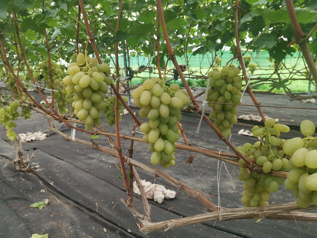 Vīnogu raža Latvijā