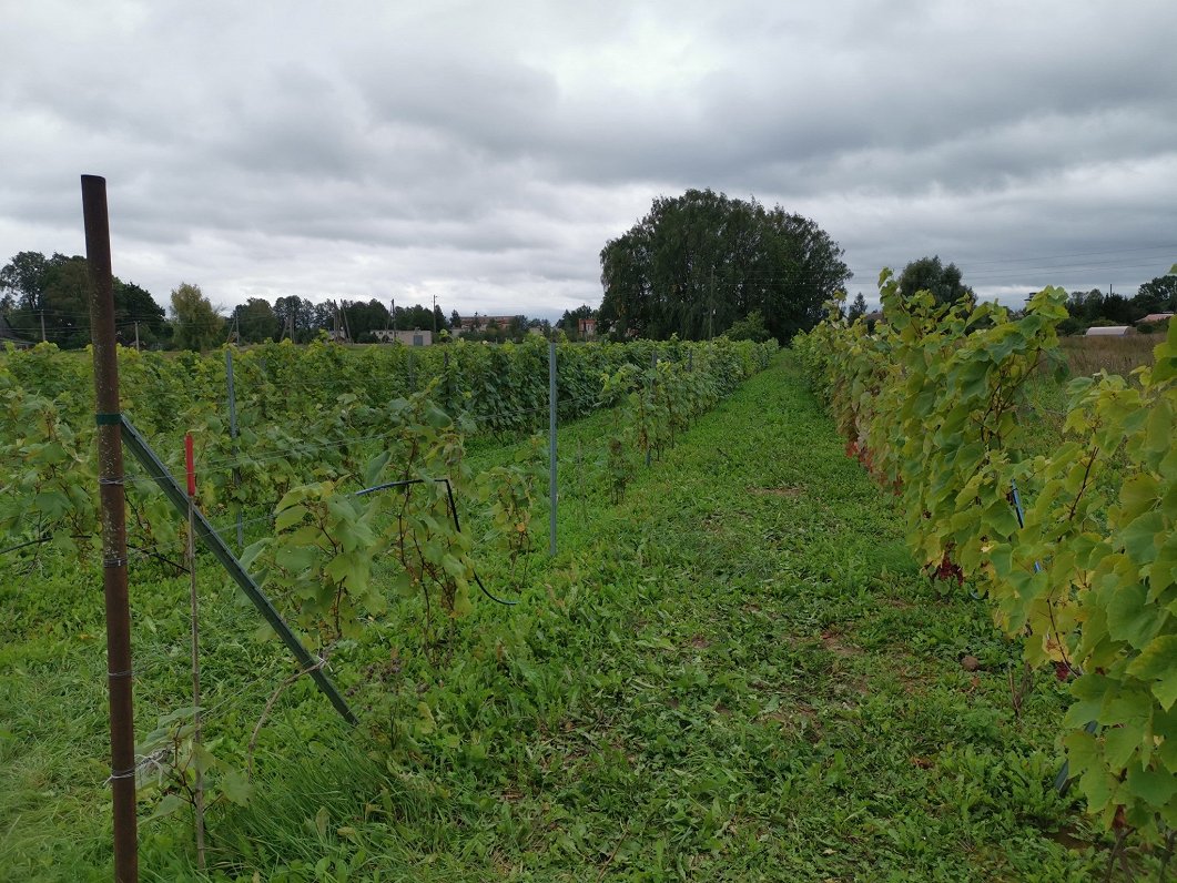 Vīnogu raža Latvijā
