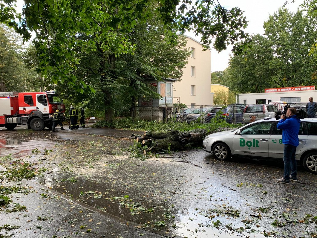 VUGD novāc kritušo koku Rīgā, Ernestīnes ielā