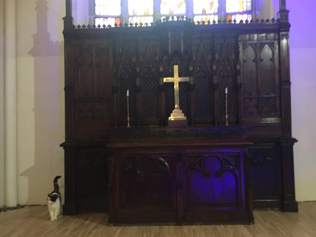 Kaķene Grācija un altāris Anglikāņu baznīcā