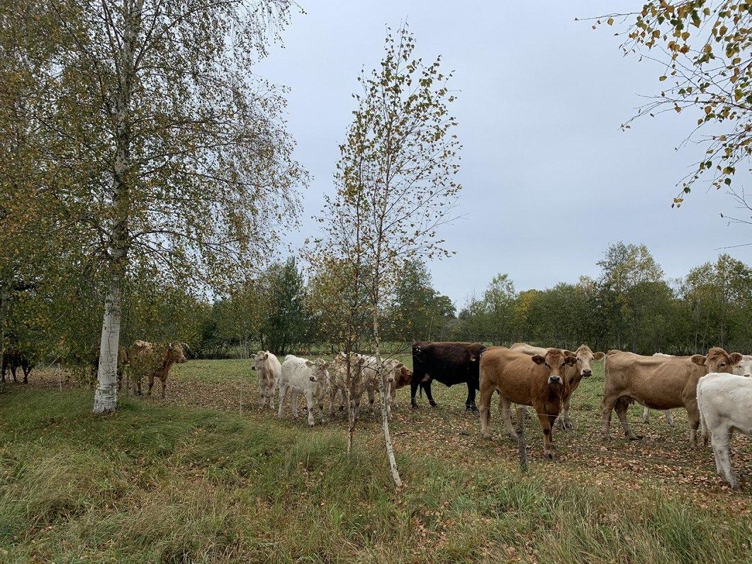 Govis Laucienas pagastā