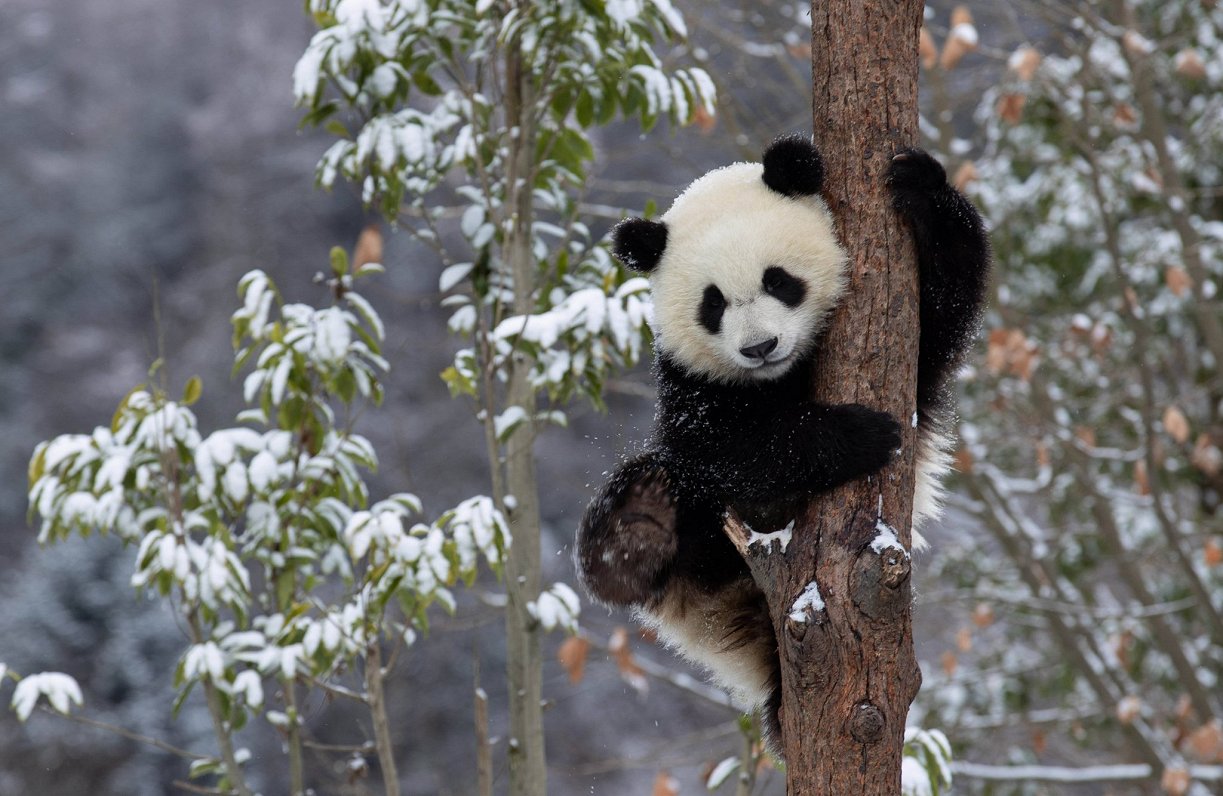 Panda izbauda ziemas priekus