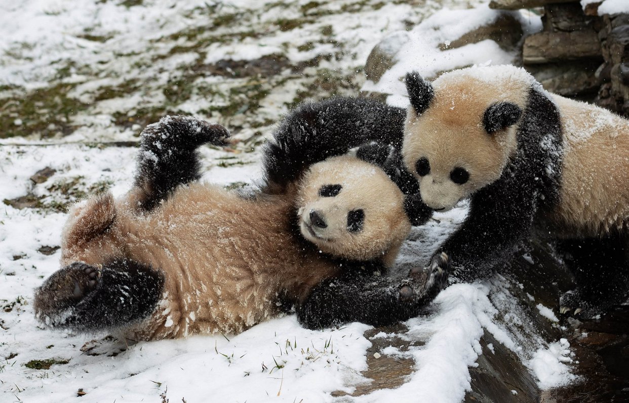 Pandas Ķīnā izbauda ziemas priekus