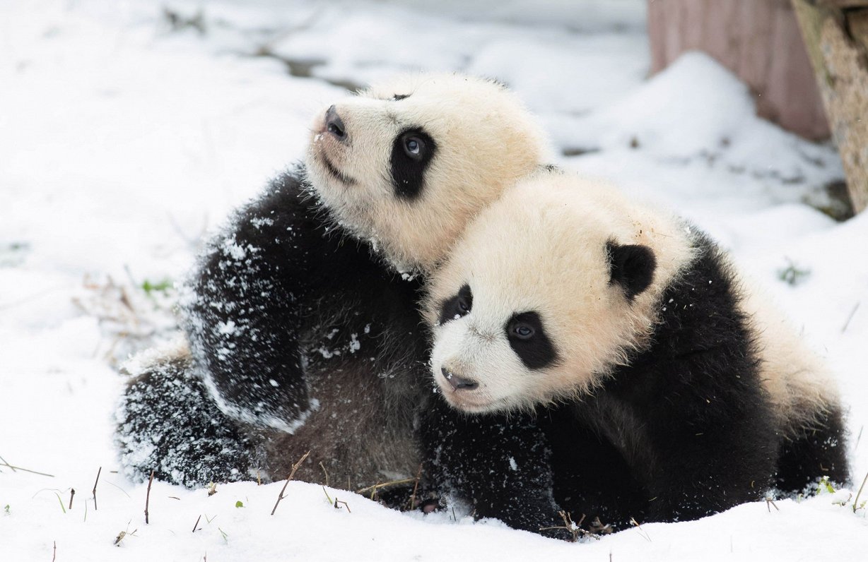 Pandas Ķīnā izbauda ziemas priekus