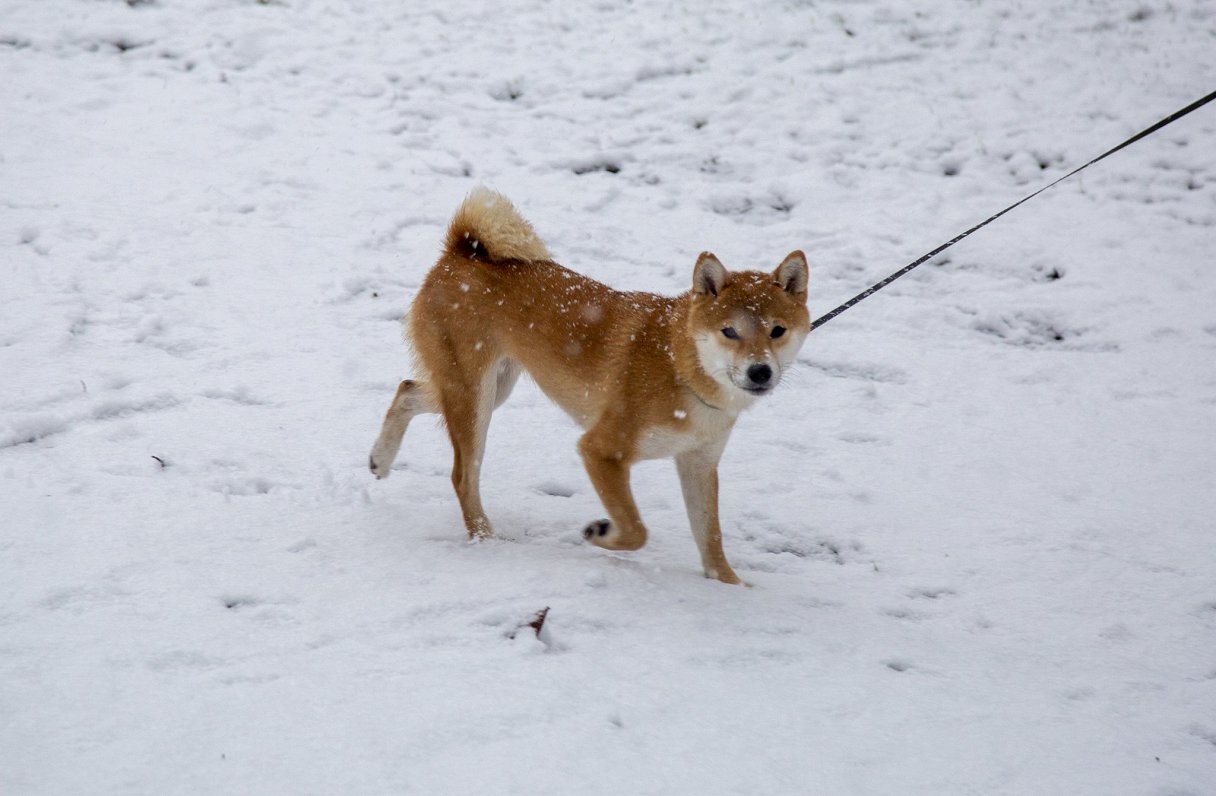 Suns sniegā