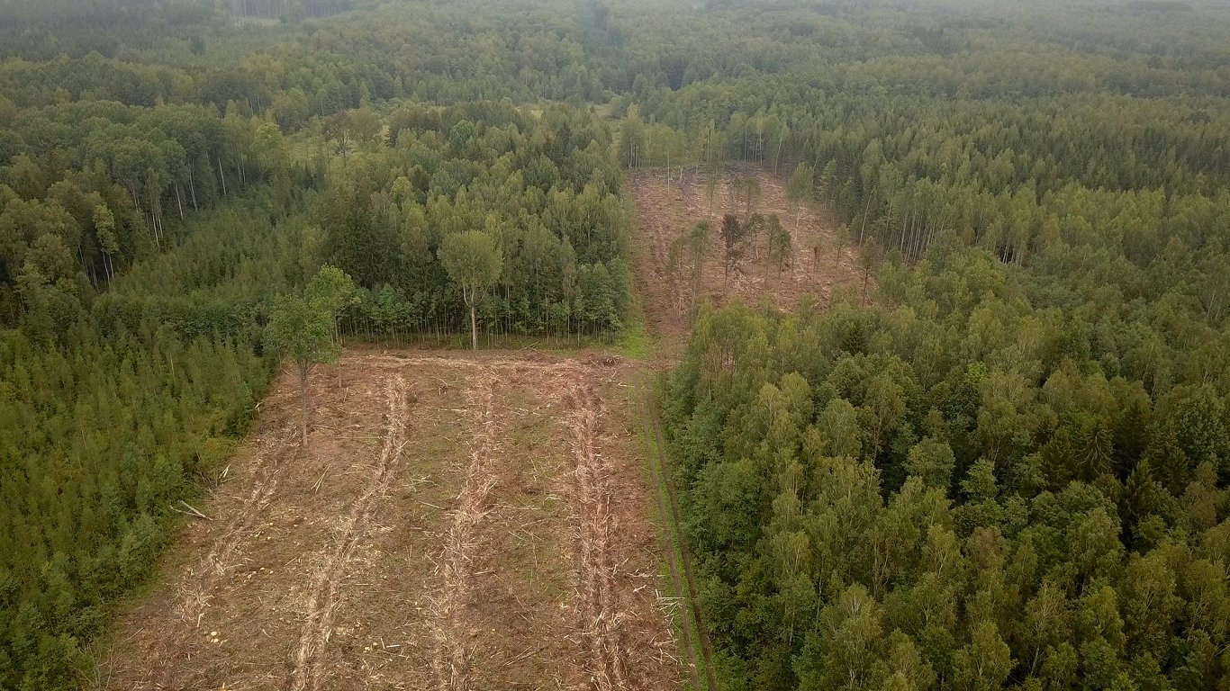 Kadri no drona video ar izcirstiem mežiem