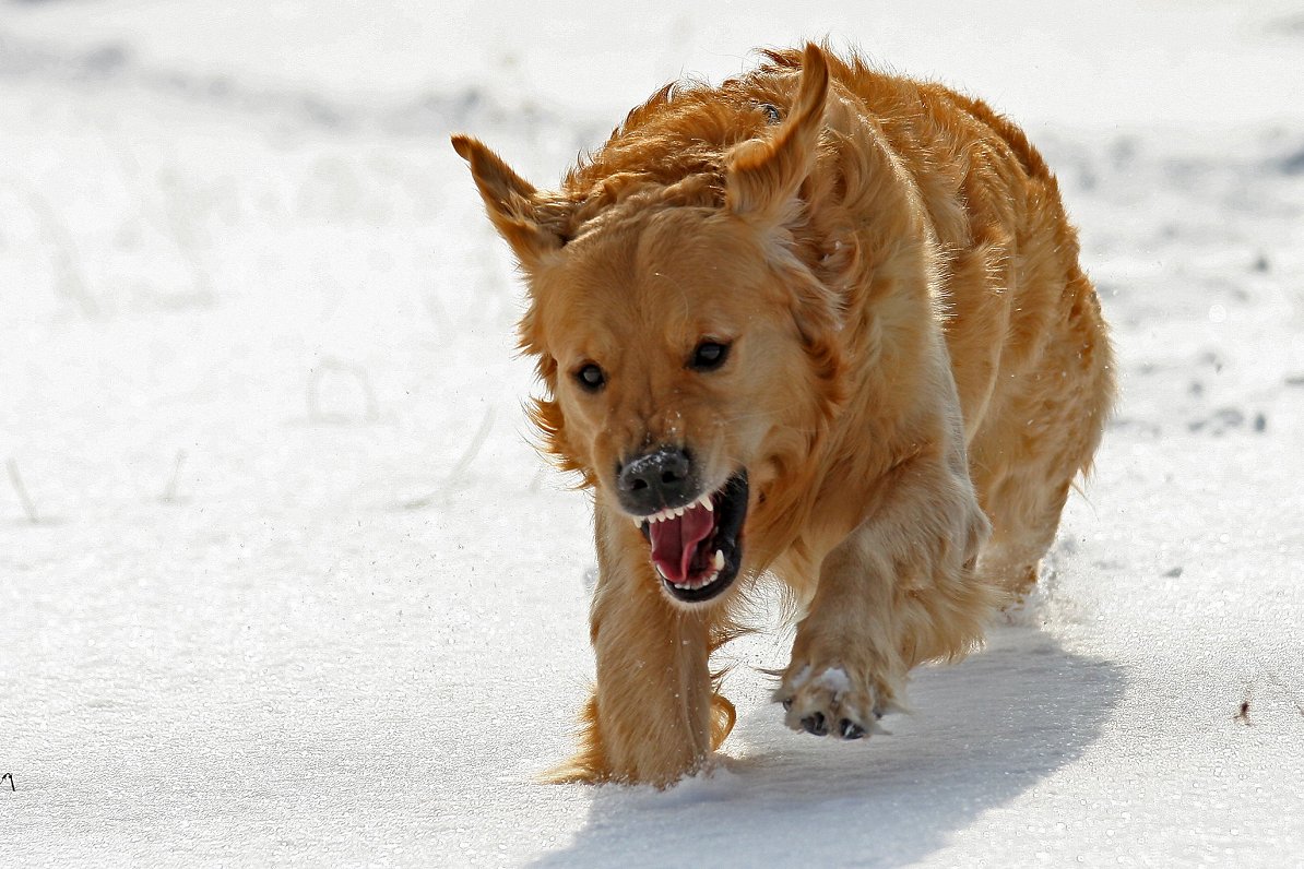 Dusmīgs suns sniegā