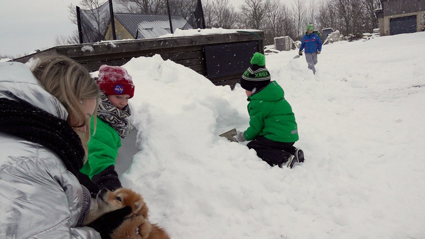 Mamma Dana ar visiem trim dēliem iegrimusi sniega būdas celtniecībā.