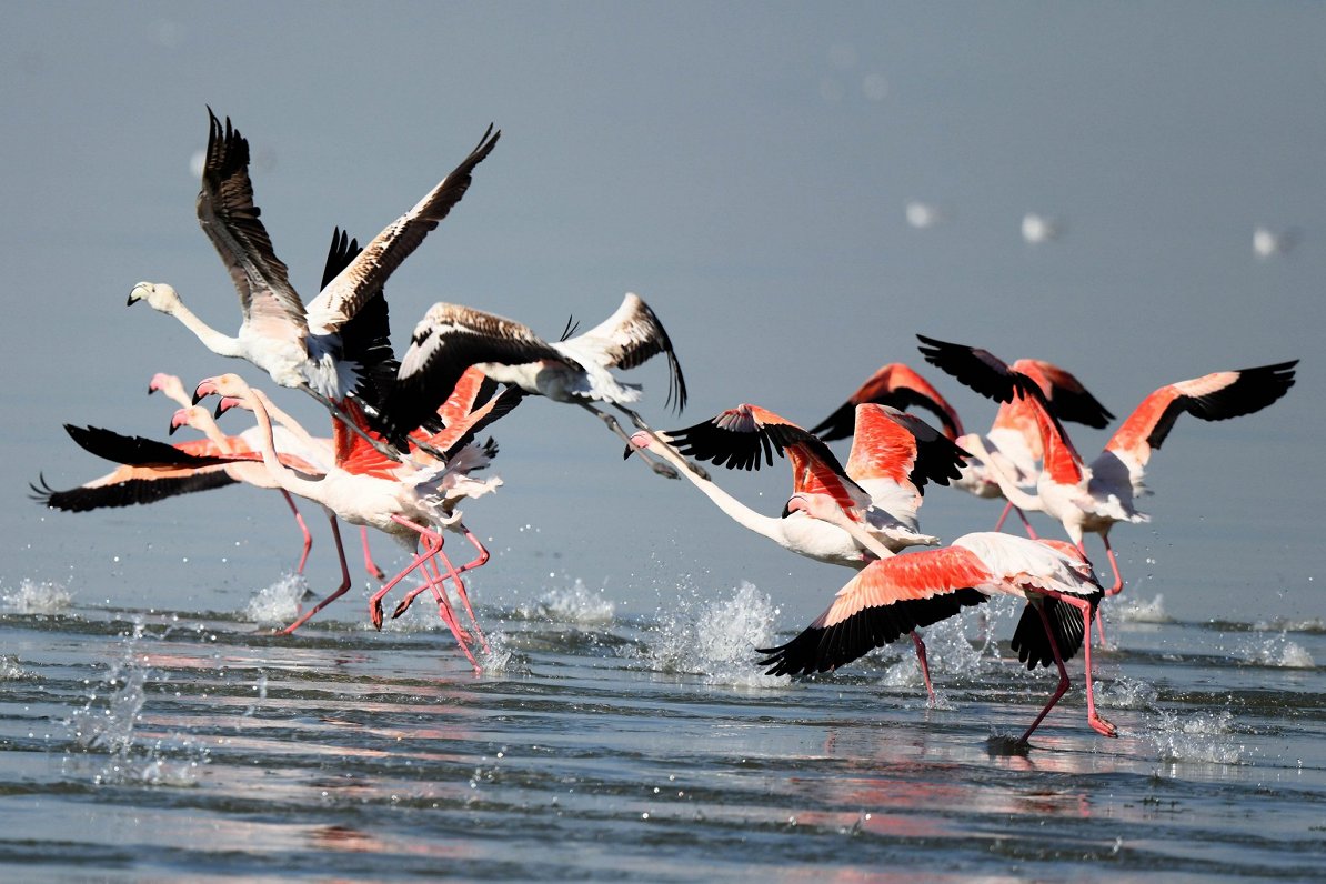Flamingo. Ilustratīvs attēls