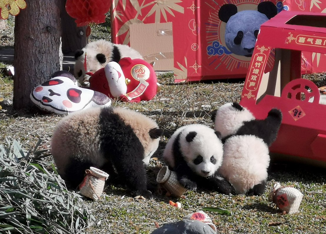 Pandas Ķīnā pirms Ķīniešu Jaunā gada (04.02.2020)