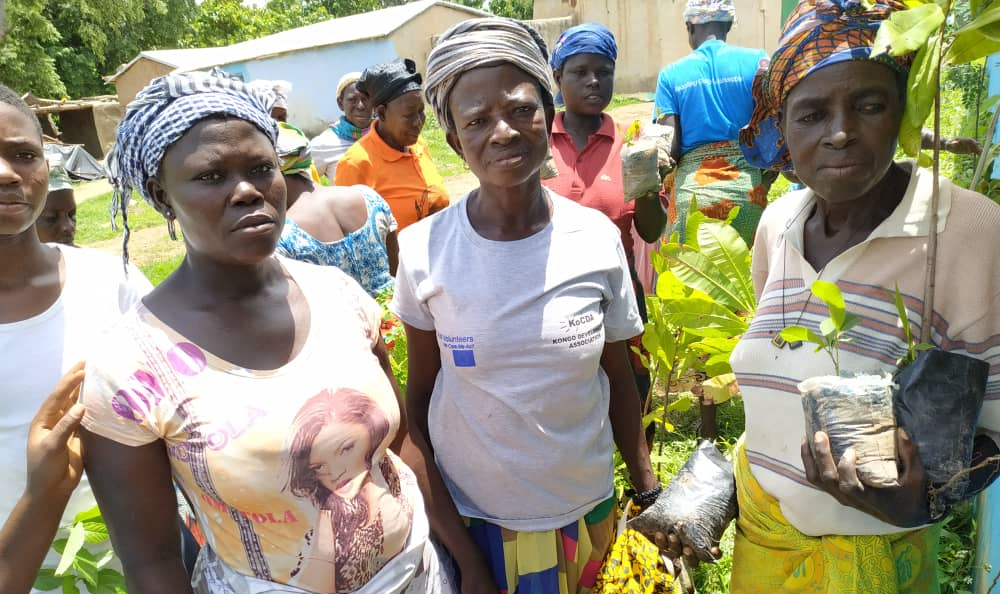 Kongo ciemata sievietes stāda kokus Ganas ziemeļos