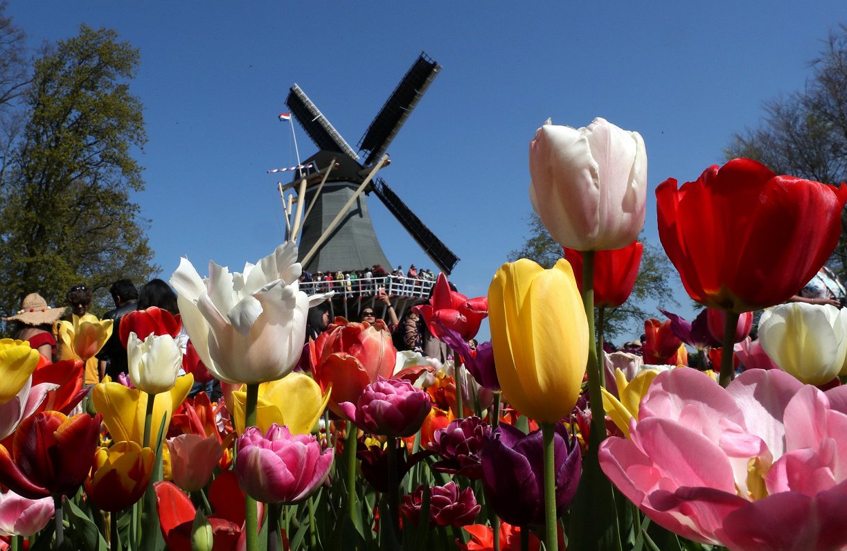 Divi no Nīderlandes simboliem: tulpes un vējdzirnavas