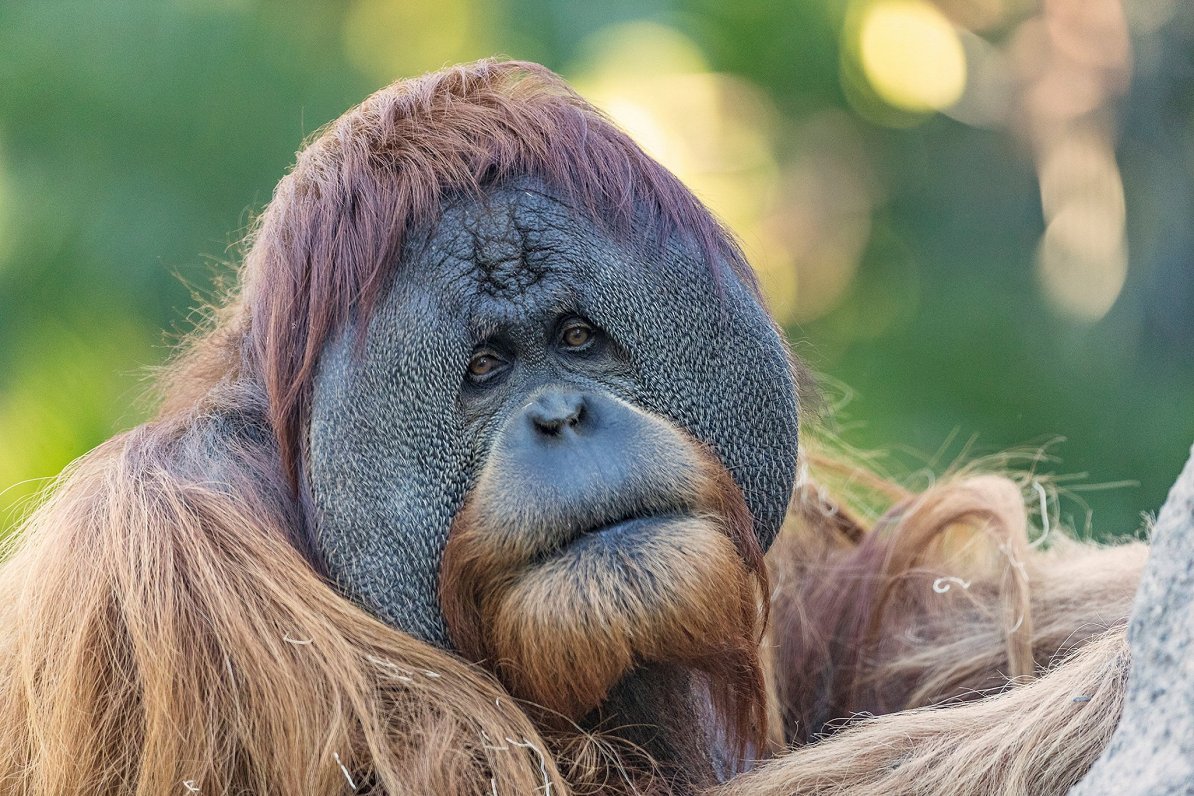 Orangutāns zoodārzā Sandjego, ASV pēc Covid-19 vakcīnas saņemšanas