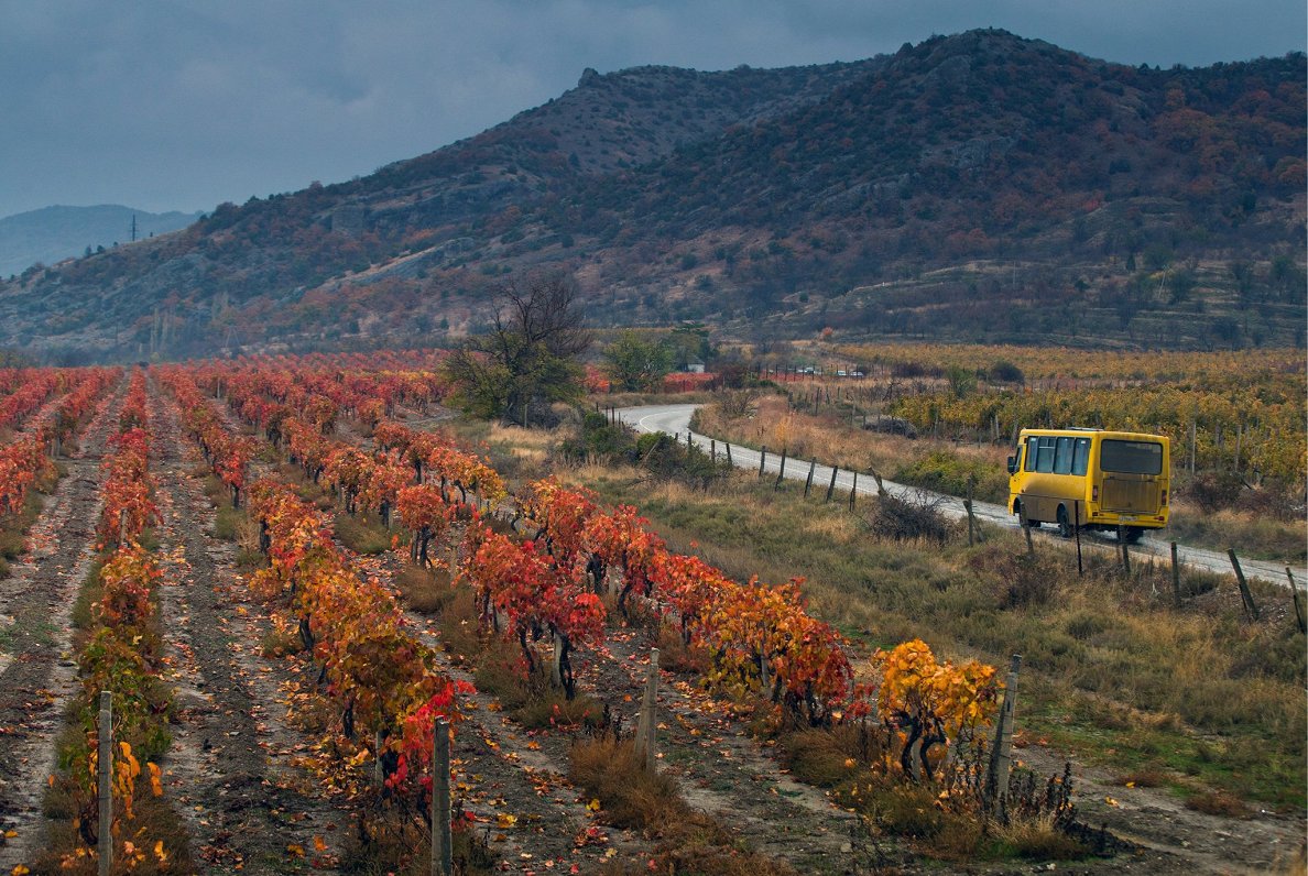 Vīnogulāju lauks Krimā