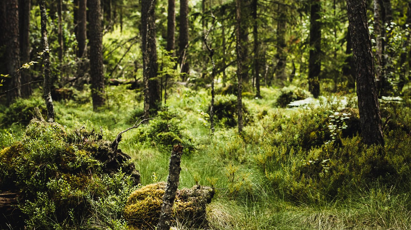 Latvijas meža daudzveidība