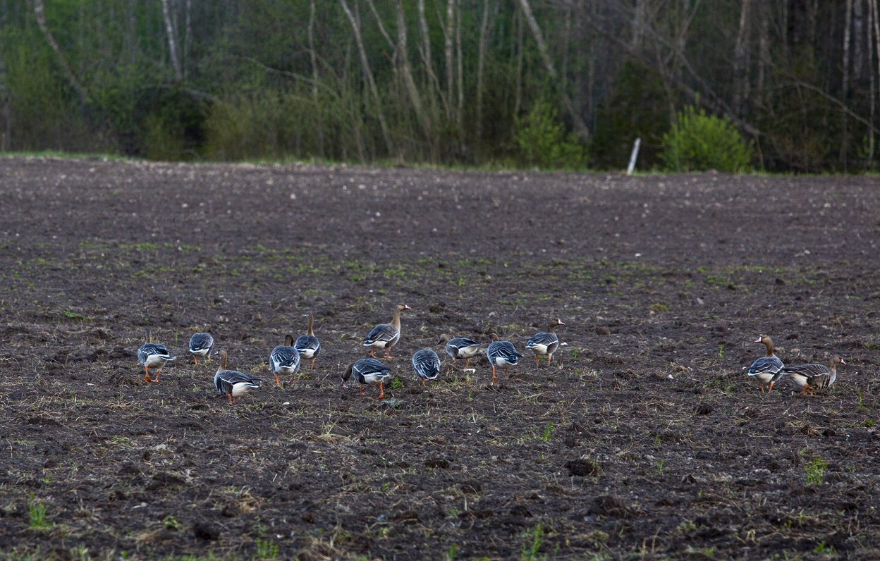 Стая белолобых гусей кормится на поле.