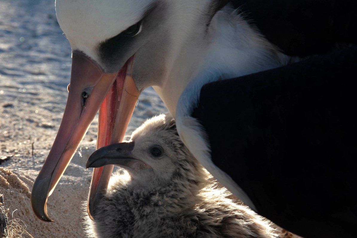 Laisanas albatrosa cālis