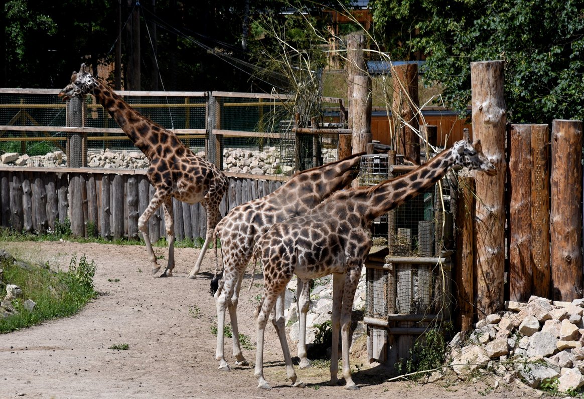 Žirafes Rīgas Zooloģiskajā dārzā 2019. gadā