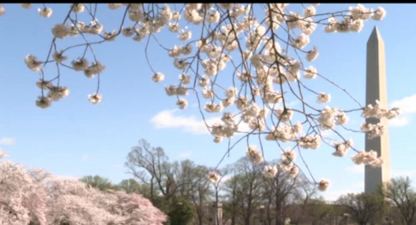 Sakura blooms in Washington Baltics News