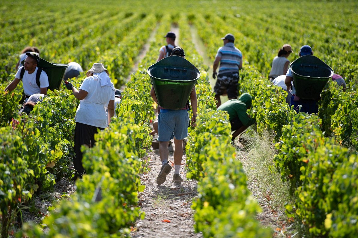 Ražas novākšana Bordo vīnogulāju laukos 2019. gadā