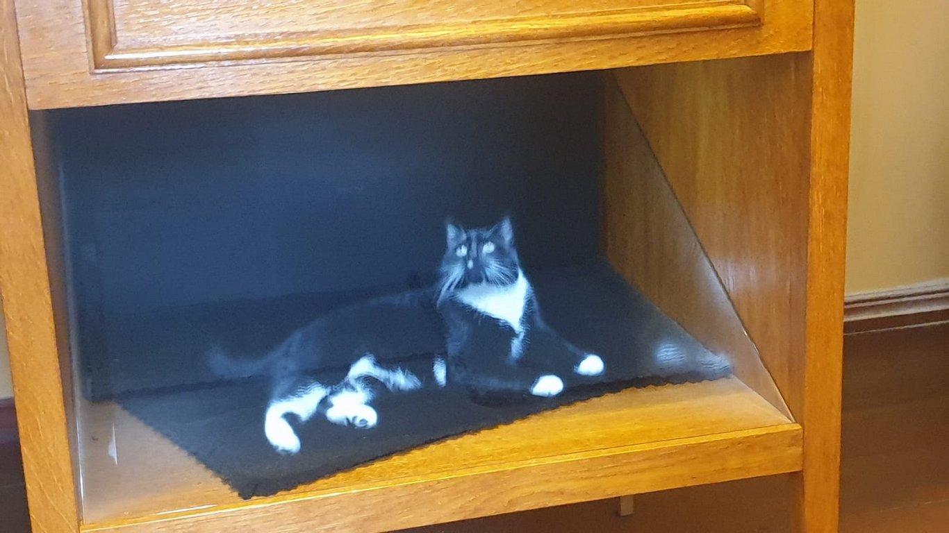 Kaķis (hologramma) Aspazijas mājā zem kāpnītēm.