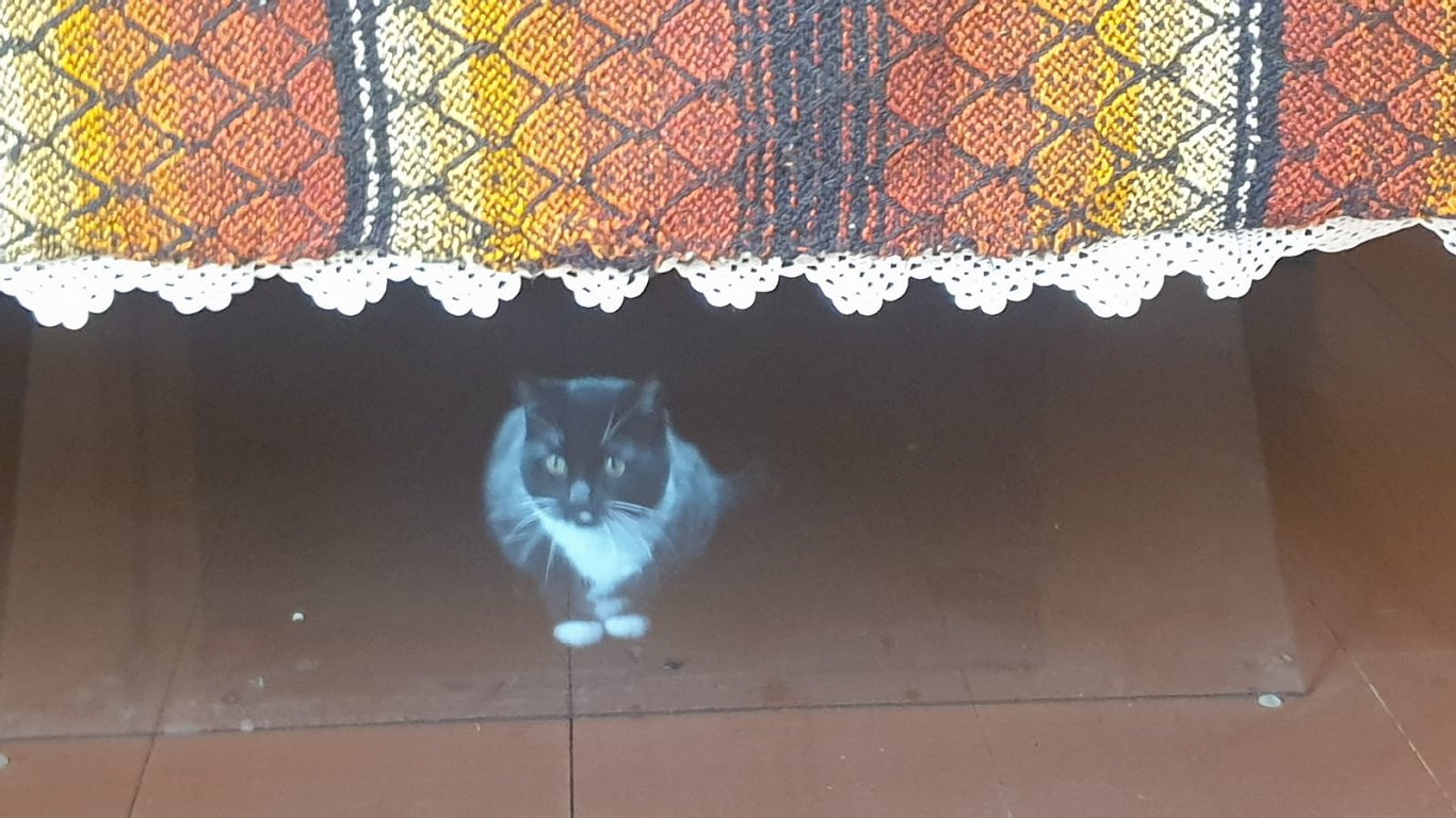 Kaķis (hologramma) zem Aspazijas gultas.