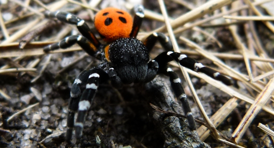Viens no indīgākajiem Latvijā sastopamajiem zirnekļiem - mārīšzirneklis