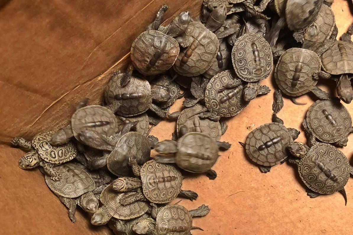 Brīvprātīgo izglābtie bruņurupuči