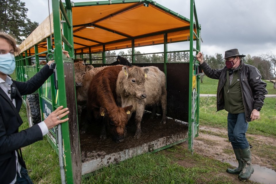 Jau ceturto ganību sezonu Latvijā uzsācis mobilais ganāmpulks