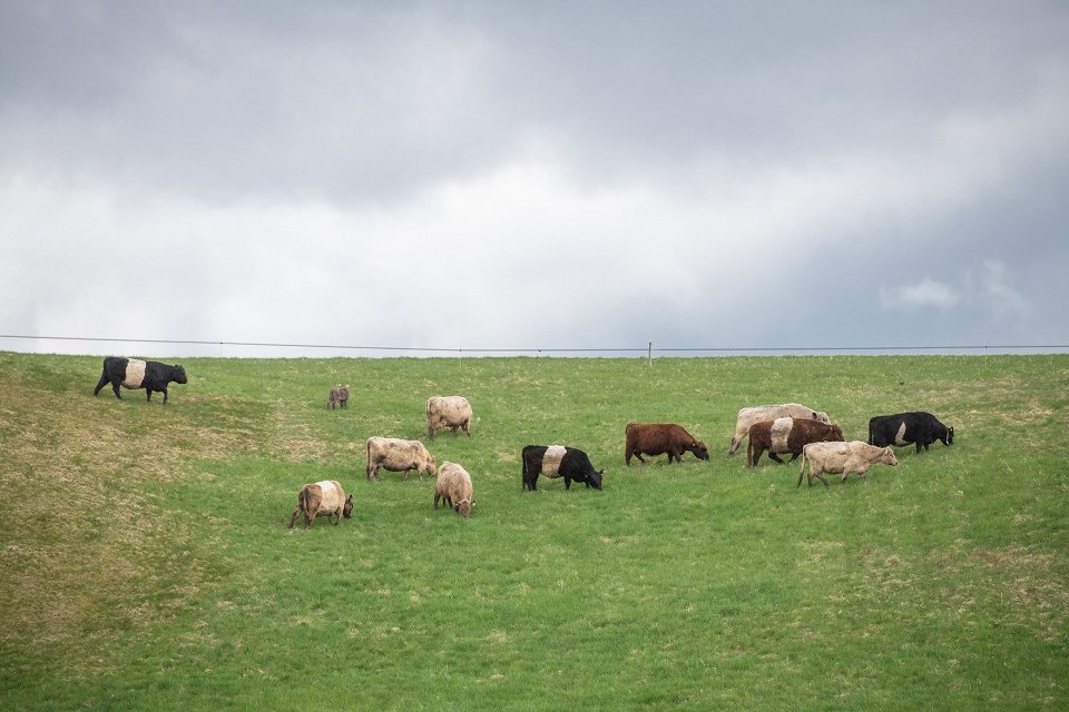 Jau ceturto ganību sezonu Latvijā uzsācis mobilais ganāmpulks