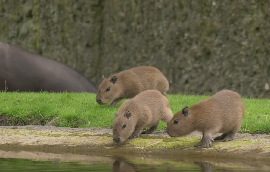Kapibaru mazuļi pirmo reizi izpēta savu nožogojumu