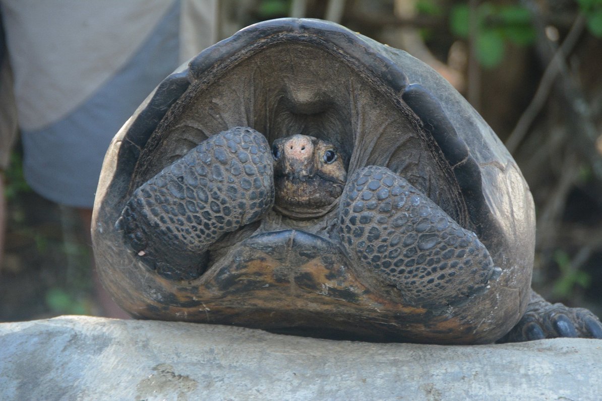 Discovery of giant tortoise that was believed extinct, in the Fernandina Island