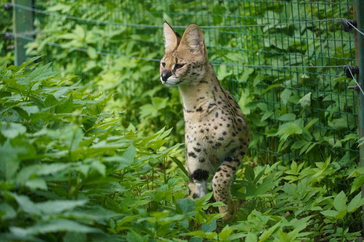 No Čehijas zoodārza atvestais kaķu dzimtas dzīvnieks - servals