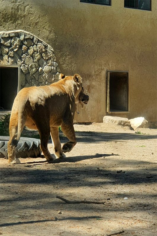 Āfrikas lauvene Cvanga neparasti agri sākusi iznest savus divus dzimušos lauvēnus pagozēties saulītē