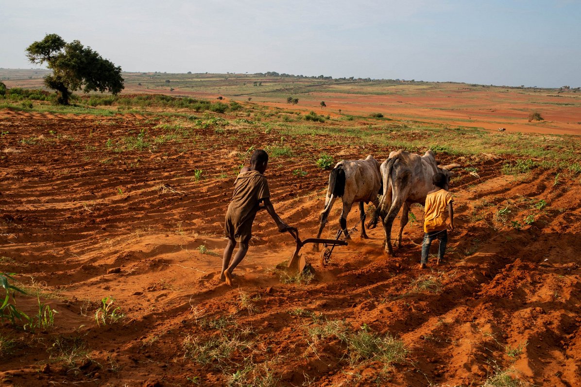 No sausuma cietusī lauksaimniecības zeme Ambovombes apgabalā Madagaskarā