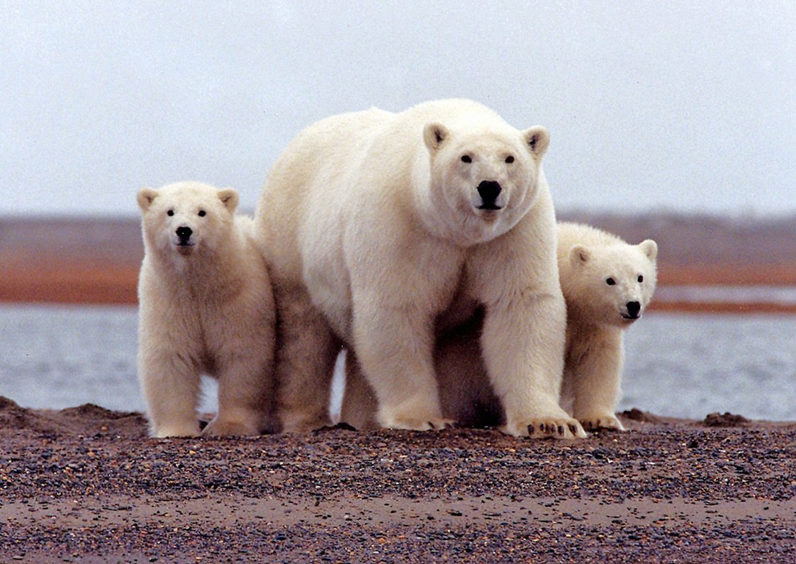 Белые медведи, которые могут лишиться дома из-за глобального потепления. Иллюстративное фото