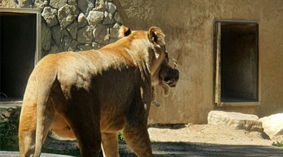 Āfrikas lauvene Cvanga neparasti agri sākusi iznest savus divus dzimušos lauvēnus pagozēties saulītē