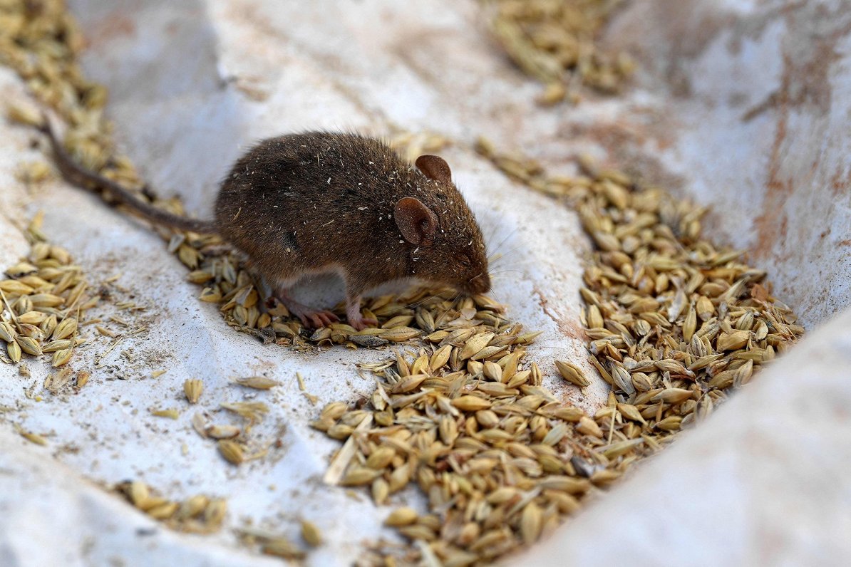 Pele speciāli izvietotās lamatās fermā Austrālijā. 2021. gada jūnijs.