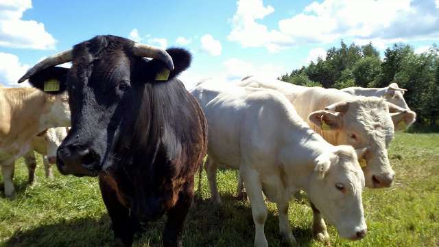 Коров на мясо стали выращивать активнее — ассоциация