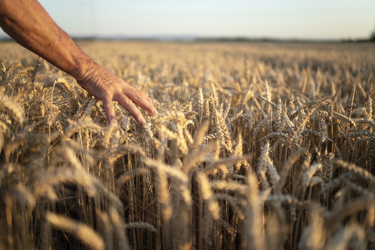 Lauksaimnieks ar rokām skar kviešu ražu. Attēls ilustratīvs.