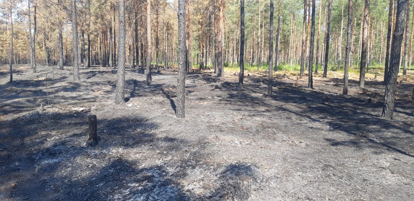Выгоревший лес в Гаркалне. Июль 2021 года