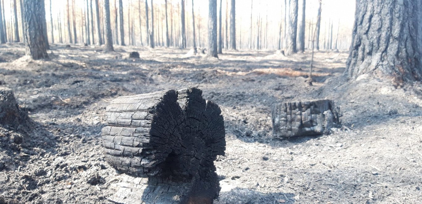 Izdegušais mežs Garkalnē. 2021. gada 12. jūlijs.