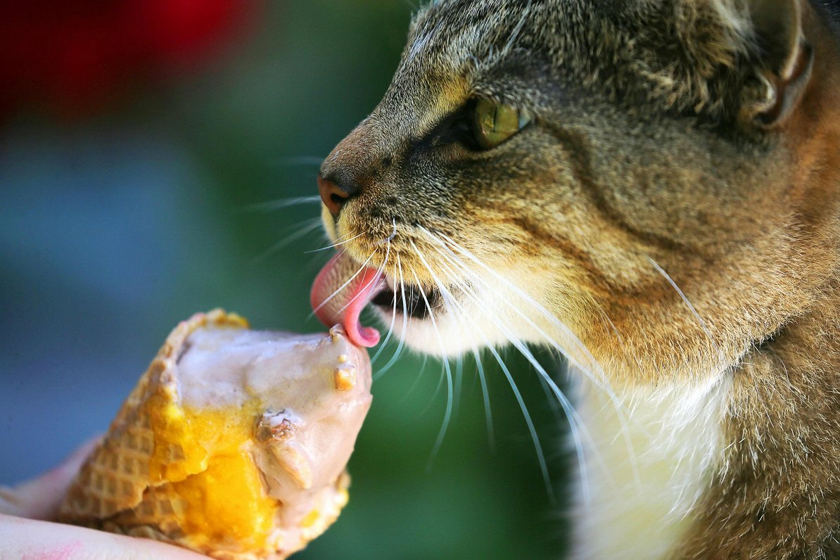 Kaķis un saldējums. Attēls ilustratīvs