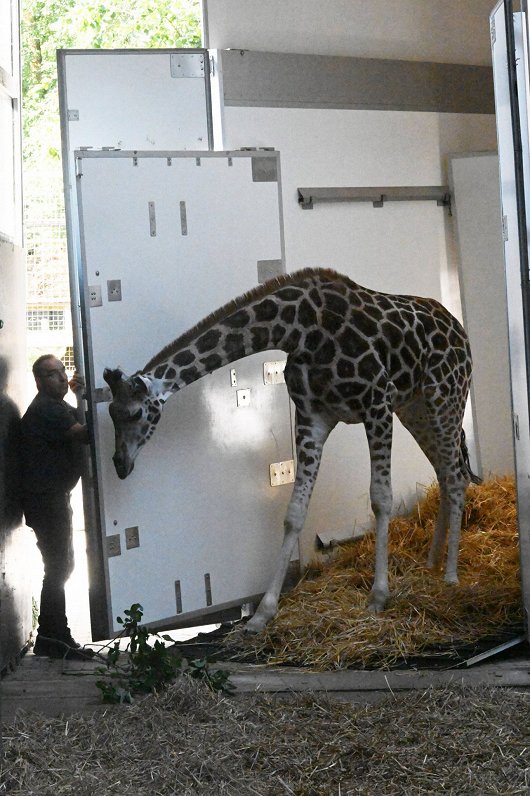 Rīgas Zoodārza Žirafu mājā ieradusies Šmidingas zoodārzā Austrijā dzimusī žirafe Vakilija