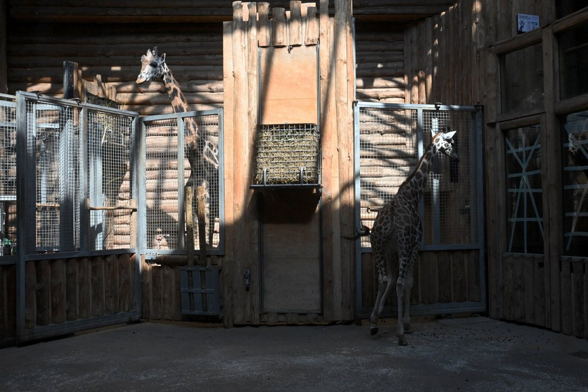 Rīgas Zoodārza Žirafu mājā ieradusies Šmidingas zoodārzā Austrijā dzimusī žirafe Vakilija