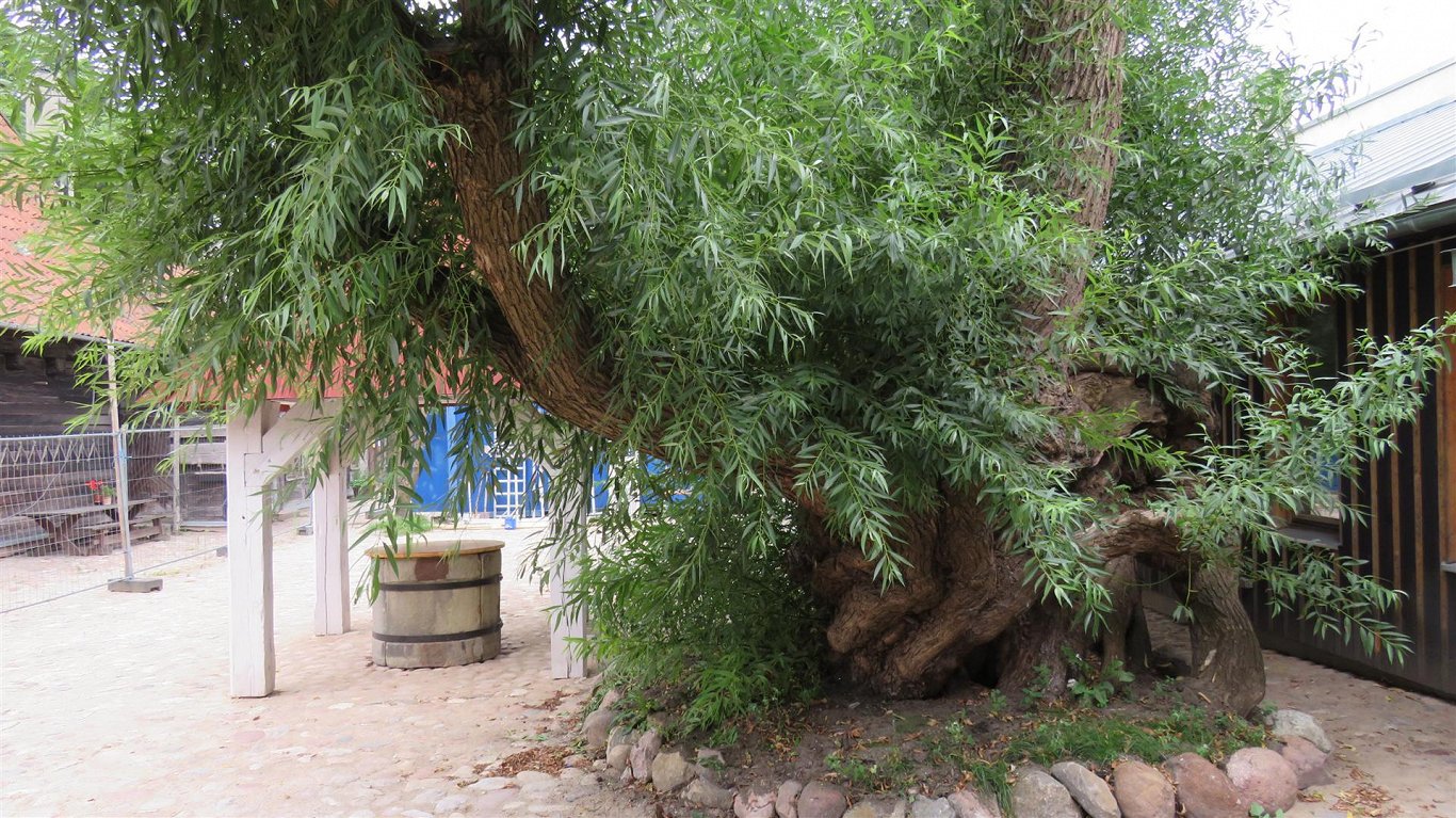 Вековое дерево в Лиепае