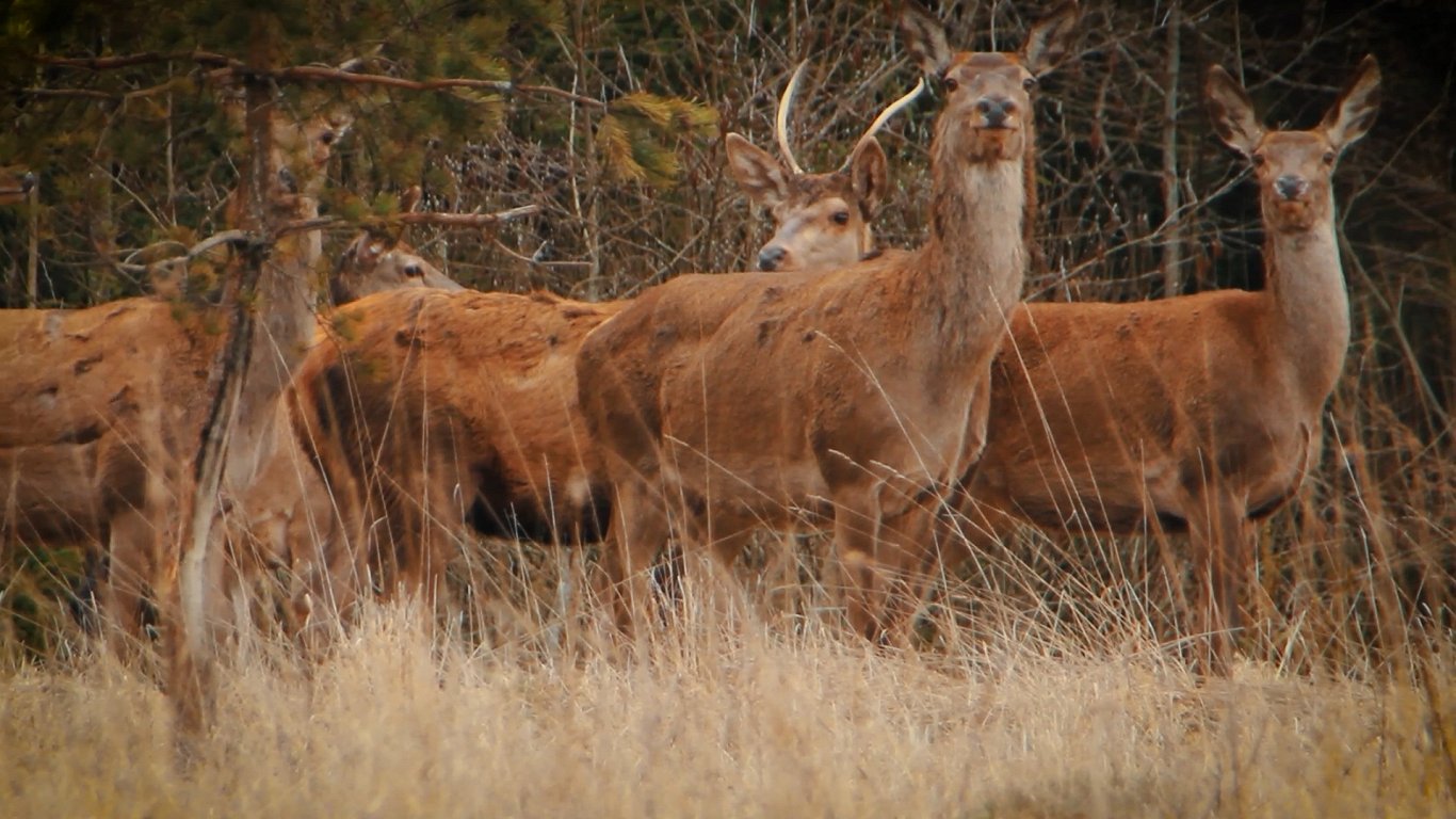 Elk and red deer - different enough not to fight – Baltics News