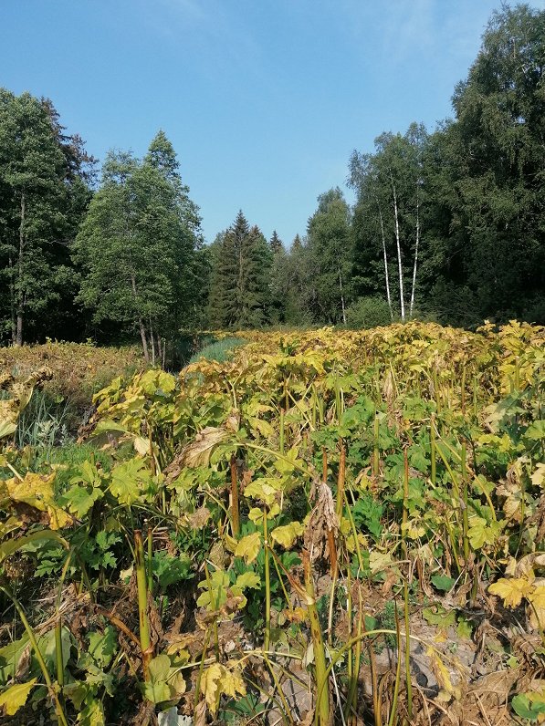Latvāņi pēc herbicīdu izmantošanas