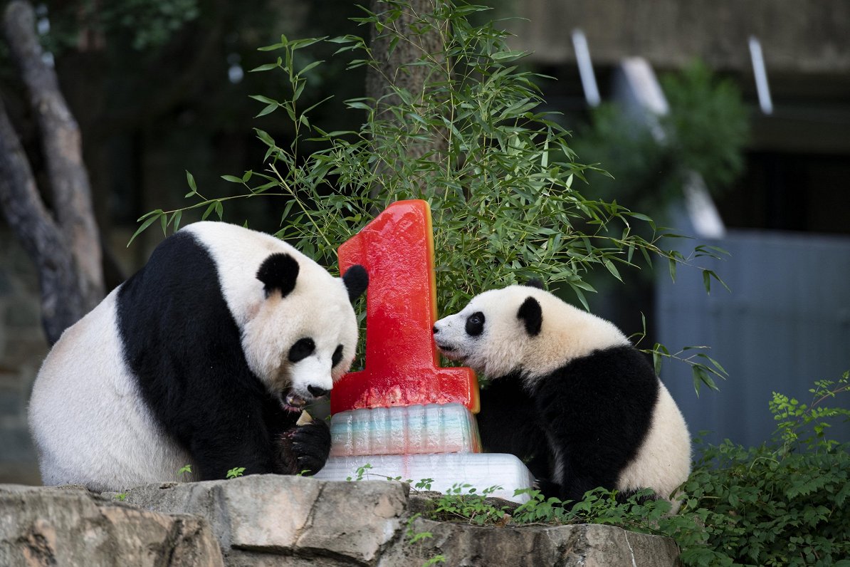 Pandas dzimšanas dienas svinības Vašingtonas zoo. Attēls ilustratīvs.