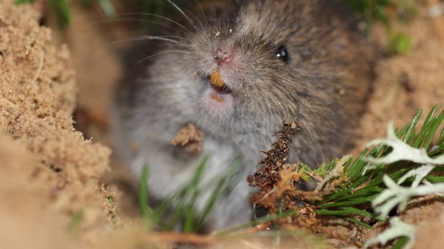 Pat mēslu muša slaukās pēc ēšanas. Kā dzīvnieki uztur tīrību?